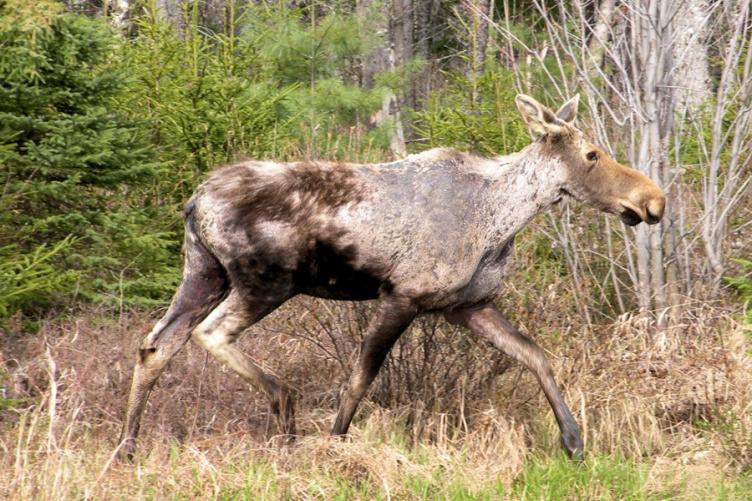Emaciated moose