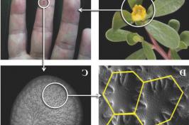 马齿苋种子的四张图片，包括显微镜下的两张